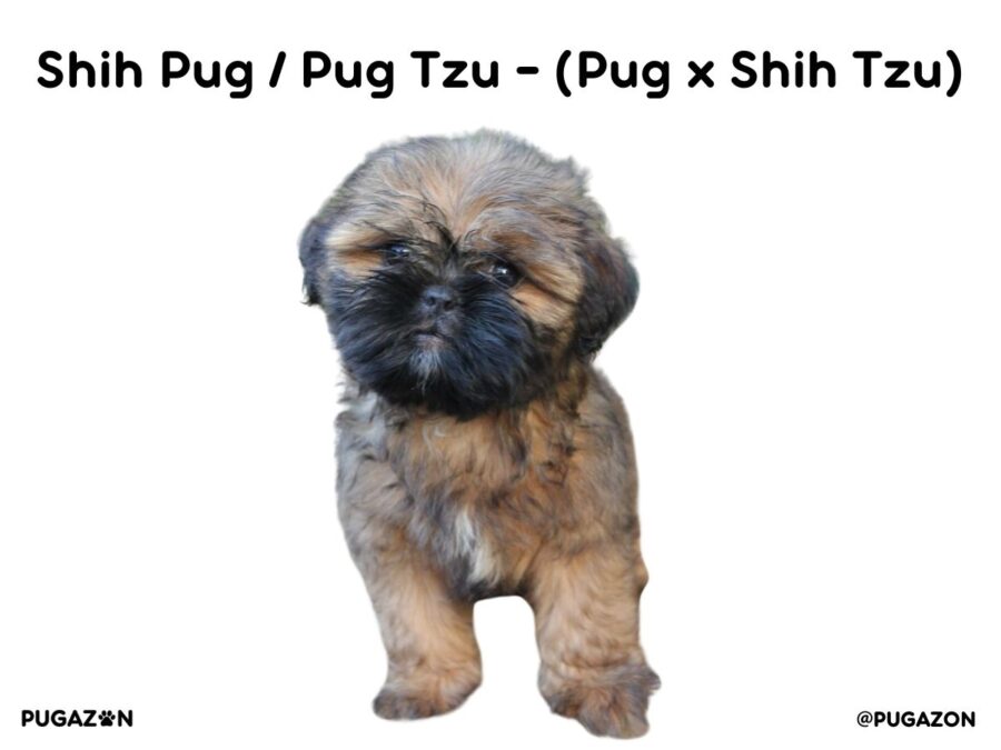 brown Pug Tzu puppy dog whcih is a mix between a pug and shih-tzu dog breed standing up and staring at the camera