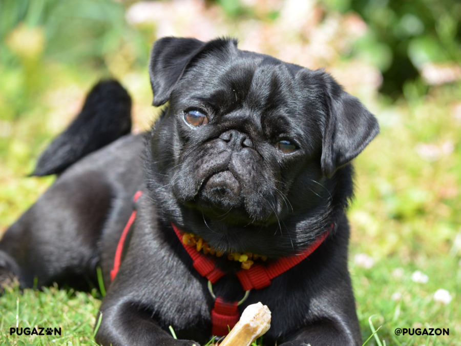 Close-up of black pug with a dark coat, red harness and lying on the grass
