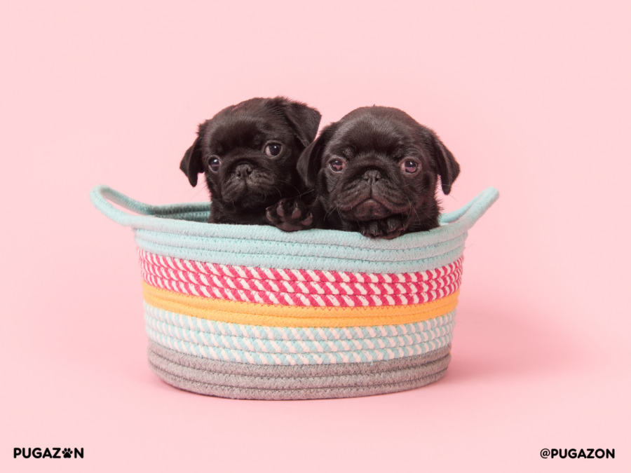 photograph of two black pug puppies sitting along side each other in a colourful hat with a pink background