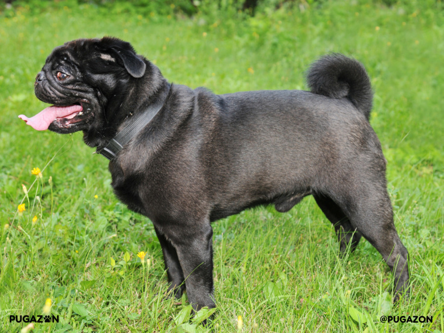 black pug with it's mouth open, tongue sticking out and standing sideays on the grwass looking happy.