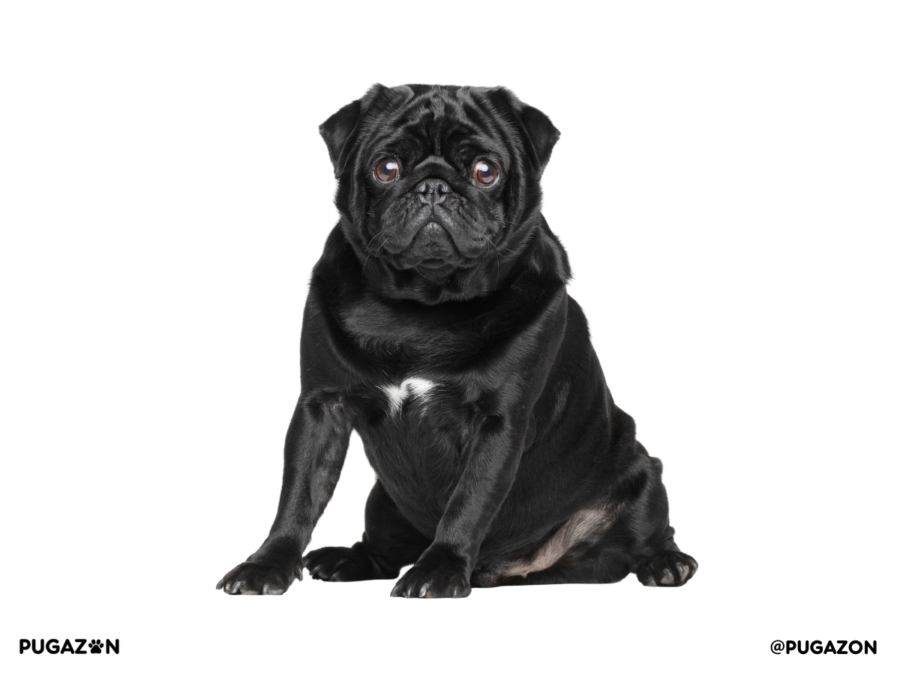black pug sitting proudly and staring at the camera