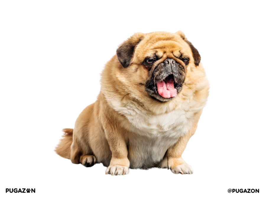 Apricot coloured pug sitting down yawning with it's mouth open and a rich golden coat