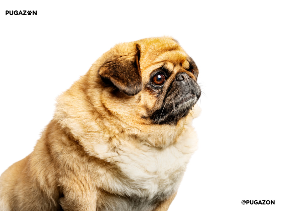 pug with an apricot colored coat sitting down staring the side with a thick golden hair