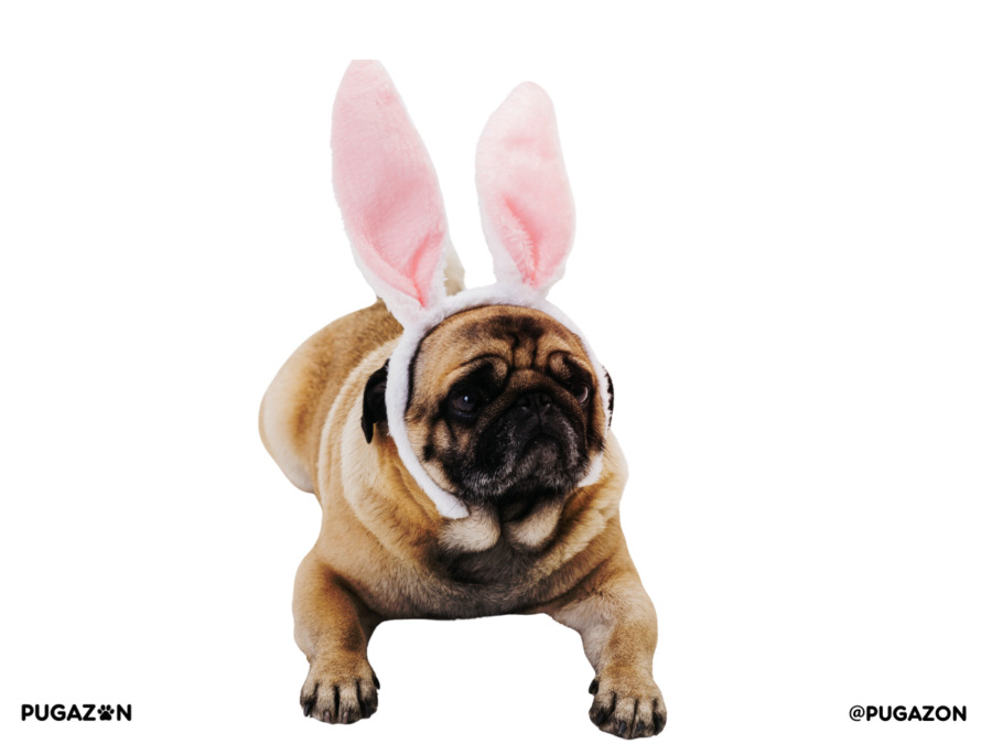 a pug with an apricot coat laying down with bunny rabbit ears