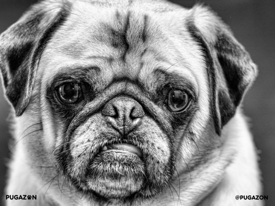 black and white photograph of a silver breed pugs face up close