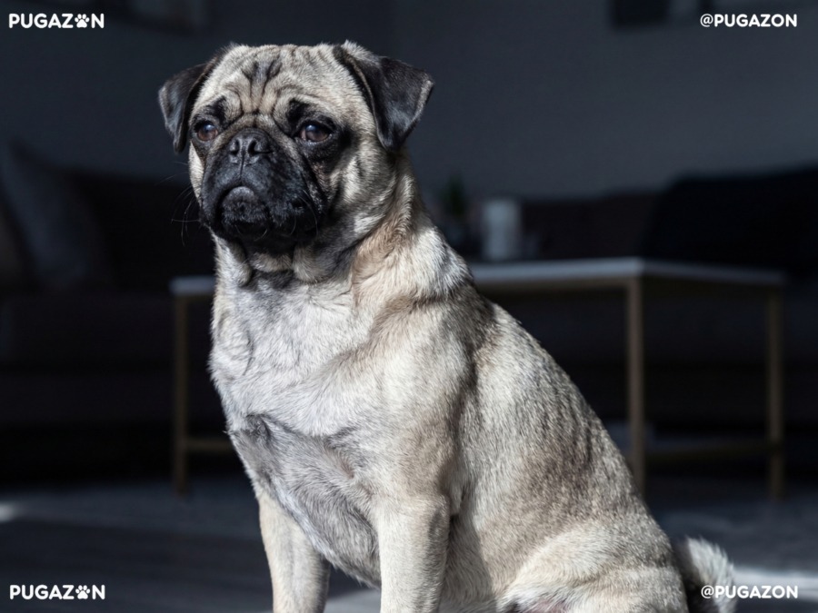 silver pug sitting in sunlight with its grey coat shining and sparkling