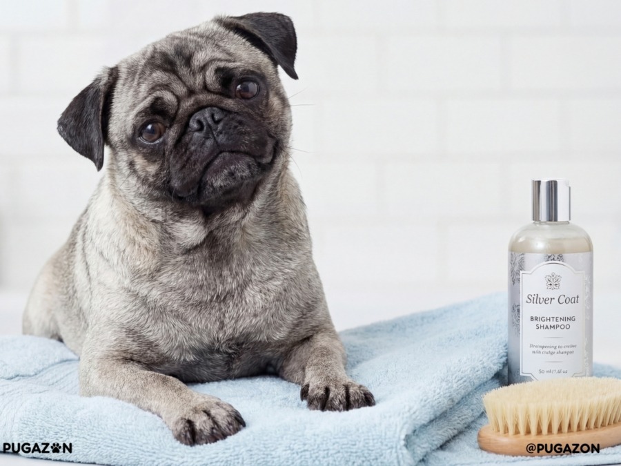 grey pug with silver and black coat sitting down about to be groomed