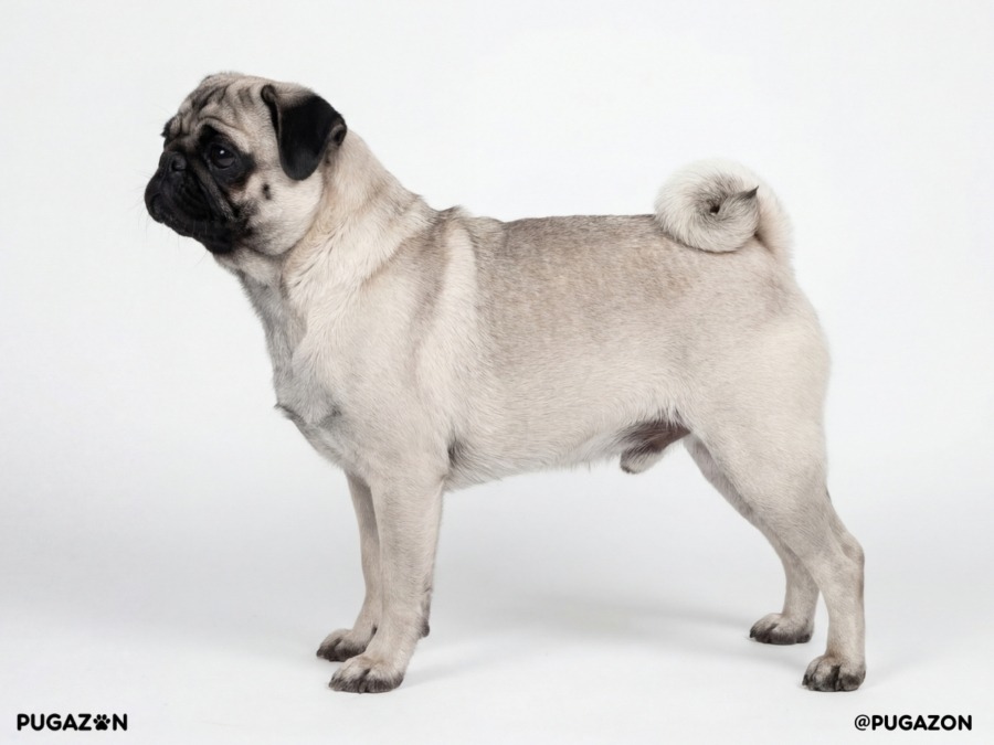 silver pug stand sideways with a light shimmering coat
