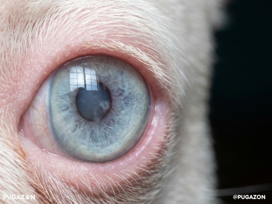 close up eye pigmentation of an albino pug with bright blue eyes