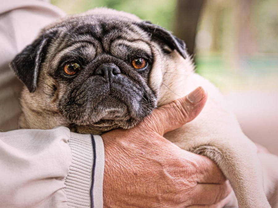 older pug dog being held comfotably with their owner