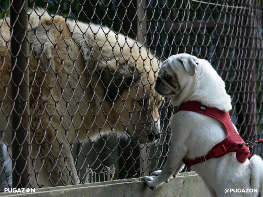 white pug dog with red harness lease standing with i's paws against a cage looking at another dog and socialising