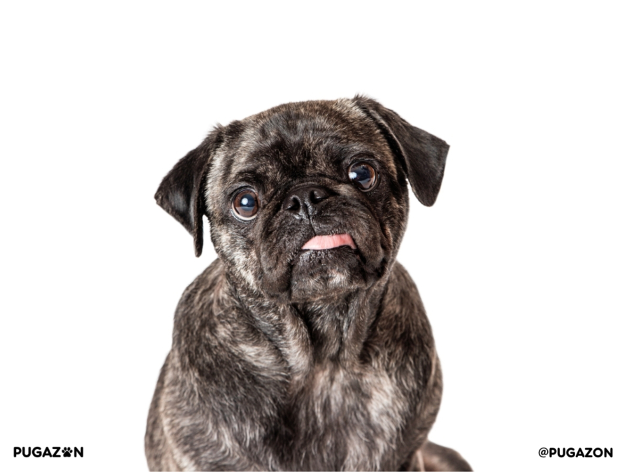 brindle pug sitting down staring at the camera with it's tongue sticking out