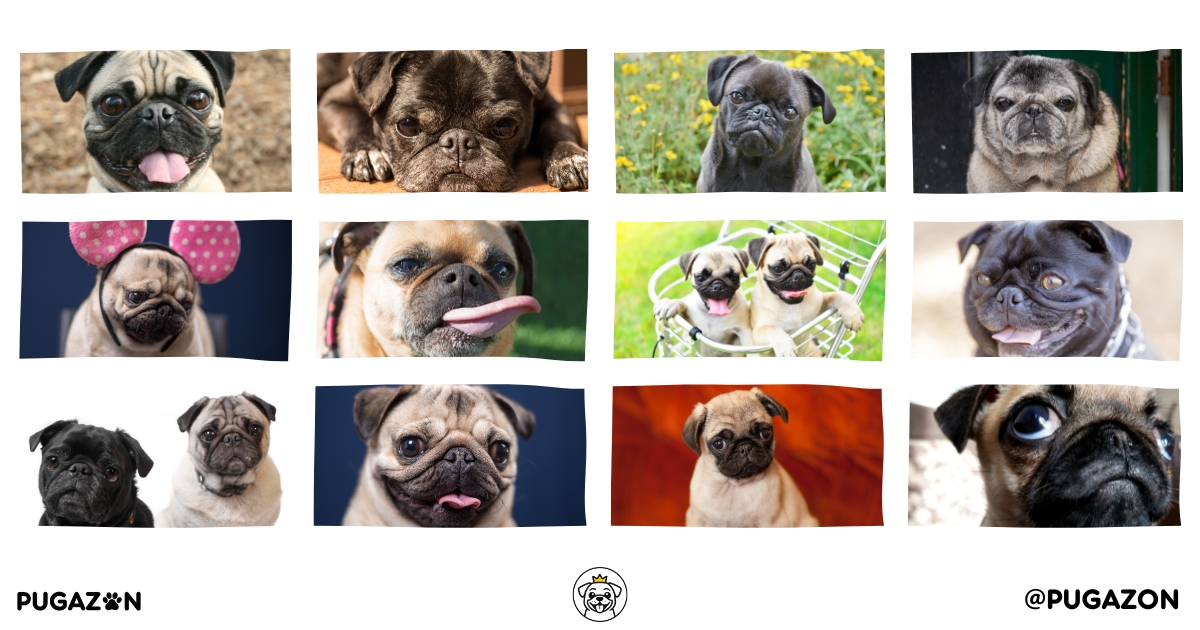 collage photograph showcasing a wwde vareity of pug breeds, coats, colours and cross breed mixes of the pug dog breed