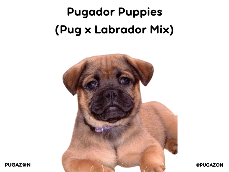 brown pug and labrador puppy lying down relaxed with a dark face and ears pointing down