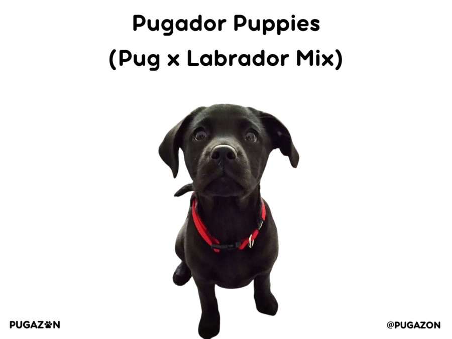 black pug and labrador mix puppy with dark coat and red leash sitting down