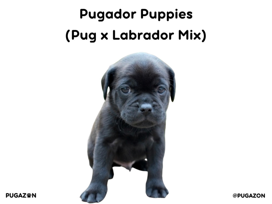Pugador Puppie snuggled under a blanket indoors