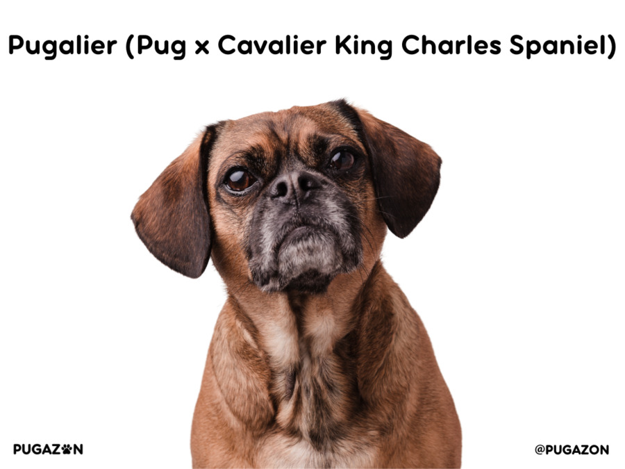 dark brown pugalier dog which is a mix of pug and cavalier mix dog breed sitting down staring at the camera