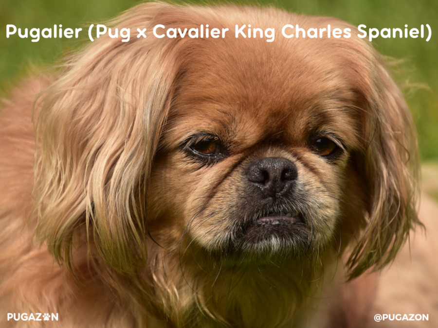 brown long haired pug and cavalier dog mix sitting down on the grass staring forward