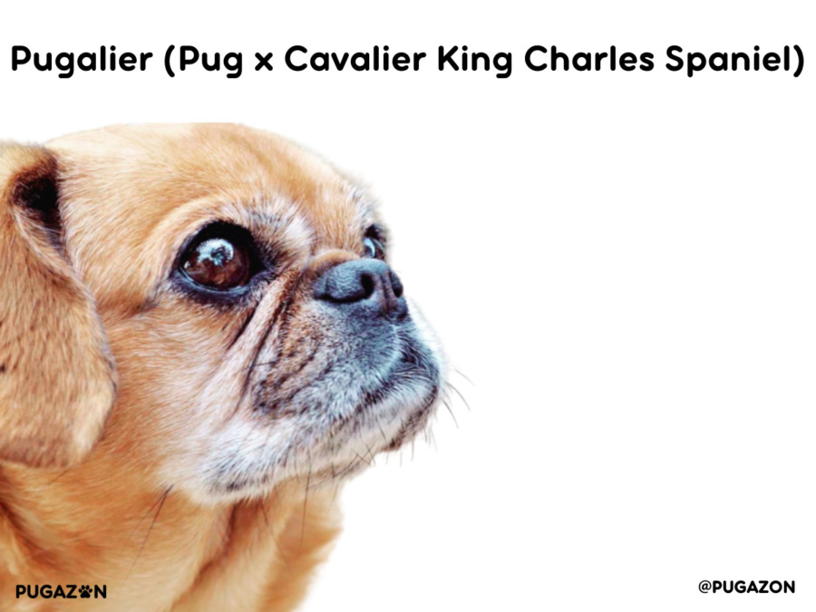 older pug and valaier mix dog breed with a white mouth staring forward from a side angle.
