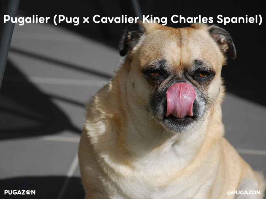 fawn coloured pugalier dog which is a cross breed of the pug and cavalier dog breeds sitting down sticking out his tongue
