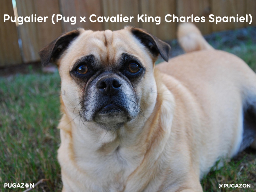pugalier dog