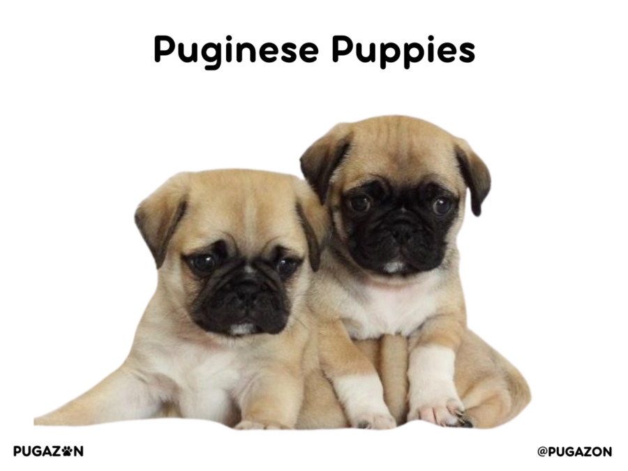 two puginese puppies sitting down side by side. both have brown fluffy coats, black faces, white paws and dark ears poiting downwards.