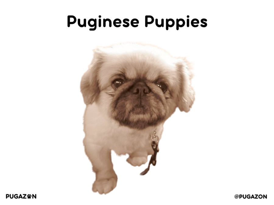 photo of a light white coloured pug and pekingnese puppy mix breed dog with fluffy coat, fluffy ears and dark coloured face.