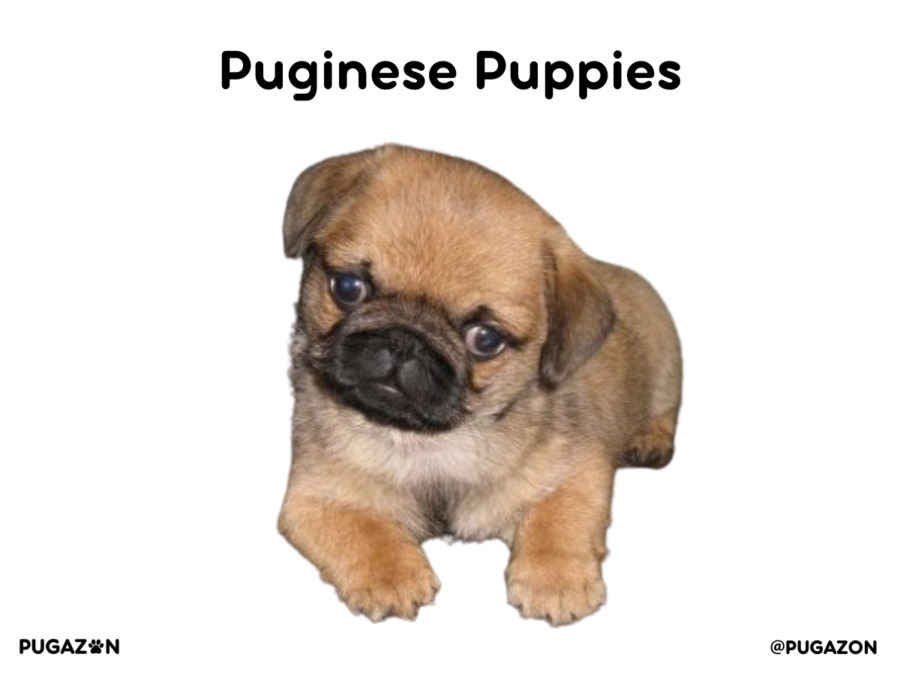 brown pug and pekingnese dog pup lying down with a black face and dark brown ears.
