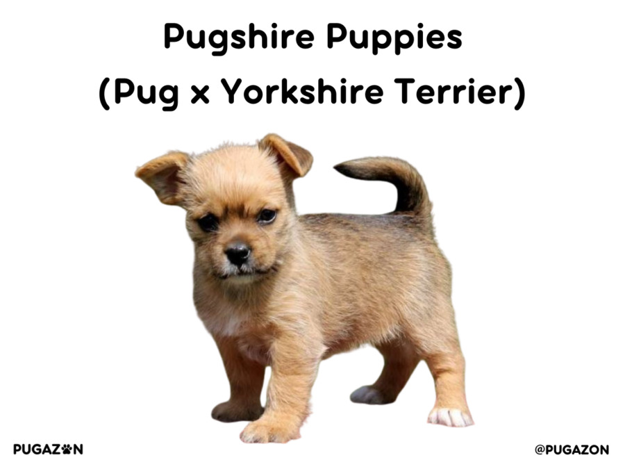 tiny brown pugshire puppy mix breed dog standing up and looking forward.
