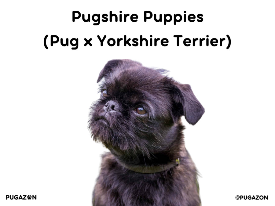small black pug and yorkshire mix breed puppy staring up
