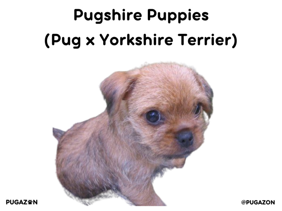 pug yorkie mix puppy sitting down