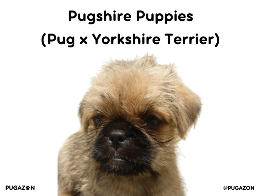 brown pug and yorkie mix breed puppy