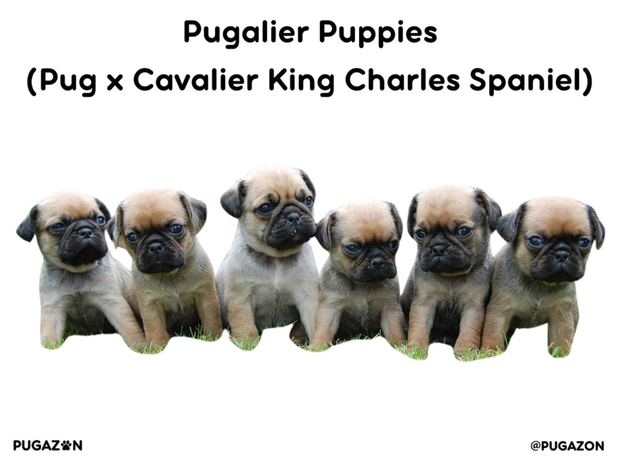 6 pugalier puppies sitting side by side with fawn coats and black faces