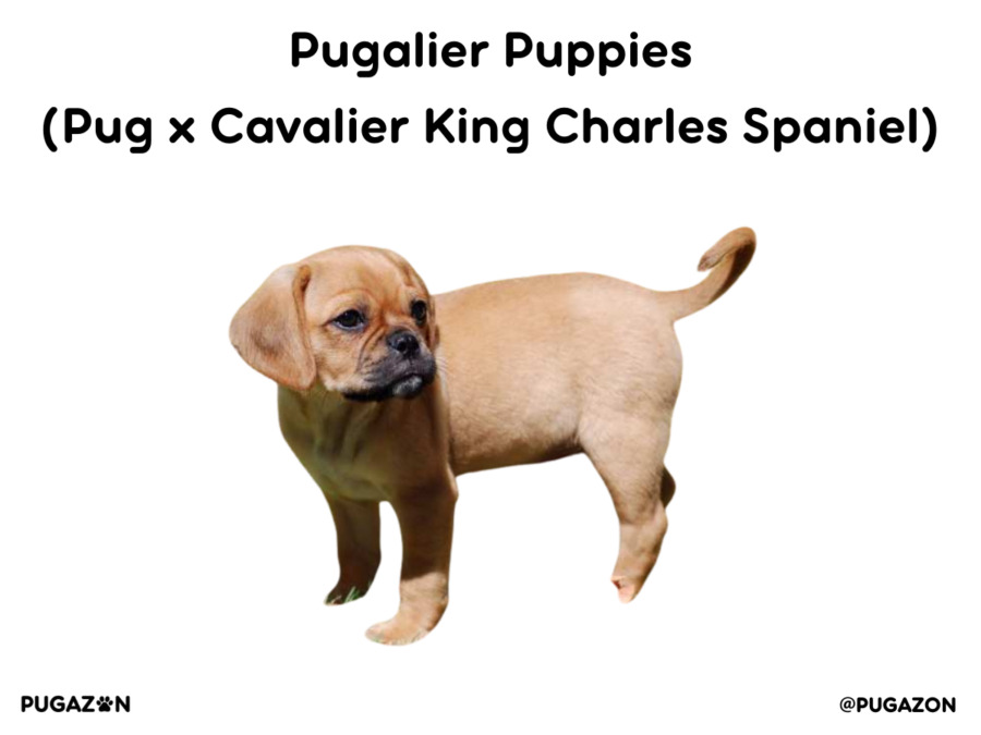 pugalier Puppy with a brown soft coat stabding up looking sideways
