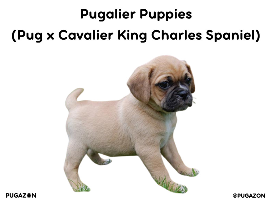 pugalier Puppie mix puppy playing with toy