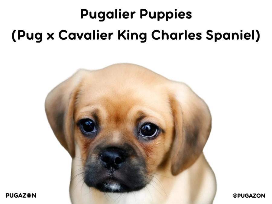 close up of pugalier dog puppy with brown coat, black nose and mouth and fluffy ears