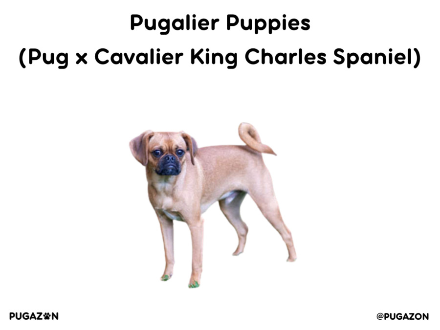 pugalier dog with a dark black face, curled tail and flappy ears standing up